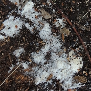 Unverified Fungus at Conder, ACT - 29 Jul 2025 by MichaelBedingfield