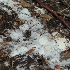 Corticioid fungi at Conder, ACT - 29 Jul 2025 02:36 PM
