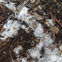 Corticioid fungi at Conder, ACT - 29 Jul 2025 02:36 PM
