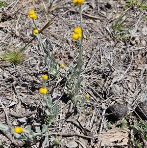 Unverified Other Wildflower or Herb at Googong, NSW - Today by BrianSummers