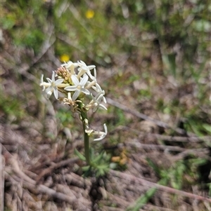 Unverified Other Wildflower or Herb at Googong, NSW - Today by BrianSummers