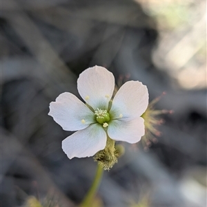 Drosera peltata at Bruce, ACT - Today by Jasperinthebush