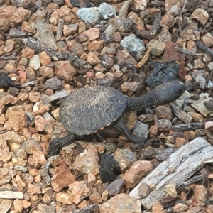Chelodina longicollis at Belconnen, ACT - Today by Megann