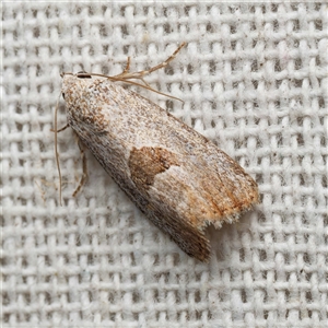 Armactica conchidia by DPRees125