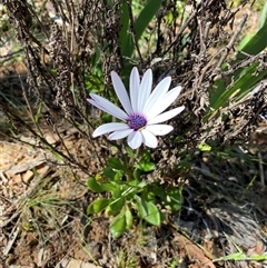 Dimorphotheca ecklonis (South African Daisy) at Queanbeyan, NSW - 10 Oct 2025 by SteveBorkowskis