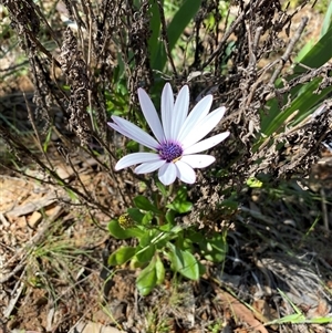 Dimorphotheca ecklonis at Queanbeyan, NSW - Today by SteveBorkowskis