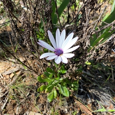 Dimorphotheca ecklonis (South African Daisy) at Queanbeyan, NSW - 10 Oct 2025 by SteveBorkowskis