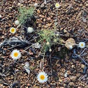 Leucochrysum albicans subsp. tricolor at Queanbeyan, NSW - Today by SteveBorkowskis