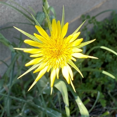 Tragopogon dubius (Goatsbeard) at Karabar, NSW - 10 Oct 2025 by SteveBorkowskis