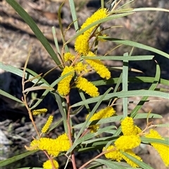 Acacia doratoxylon (Currawang) at Queanbeyan East, NSW - Yesterday by SteveBorkowskis