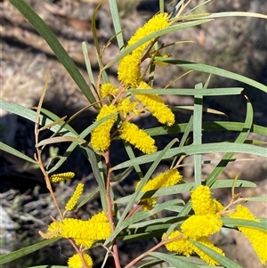 Acacia doratoxylon at Queanbeyan East, NSW - Today by SteveBorkowskis