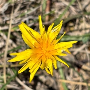 Microseris walteri at Bruce, ACT - Today by JVR
