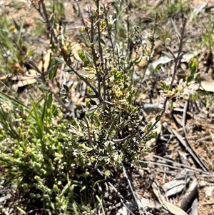 Unverified Other Shrub at Aranda, ACT - Today by JVR
