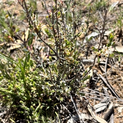 Brachyloma daphnoides (Daphne Heath) at Aranda, ACT - Yesterday by JVR