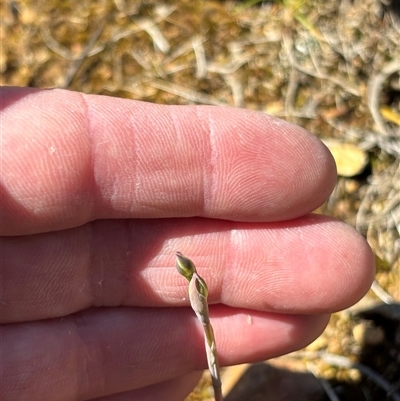 Thelymitra (genus) (sun orchids) at Bruce, ACT - 10 Oct 2025 by JVR