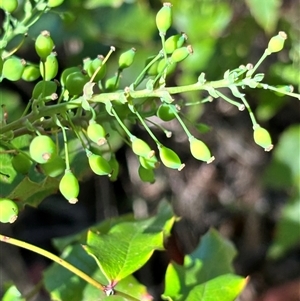 Berberis aquifolium at Bruce, ACT - Today by JVR