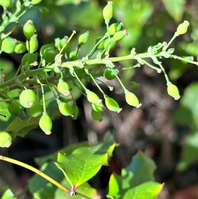 Berberis aquifolium (Oregon Grape) at Bruce, ACT - Yesterday by JVR
