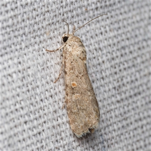 Spodoptera exigua (Beet Armyworm) by DPRees125