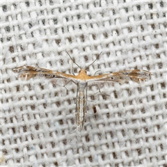 Sphenarches anisodactylus (Geranium Plume Moth) by DPRees125