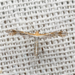 Sphenarches anisodactylus (Geranium Plume Moth) by DPRees125