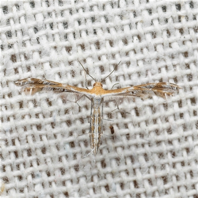 Sphenarches anisodactylus (Geranium Plume Moth) at  - suppressed by DPRees125