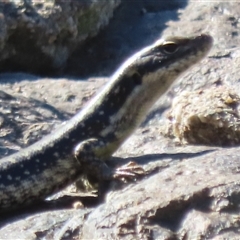 Eulamprus heatwolei (Yellow-bellied Water Skink) at Yarralumla, ACT - Today by SandraH