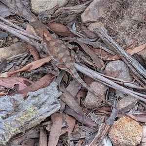 Unverified Skink at Berlang, NSW - 8 Oct 2025 by sbittinger