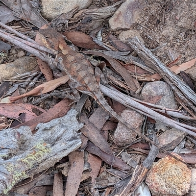 Unverified Skink at Berlang, NSW - 8 Oct 2025 by sbittinger