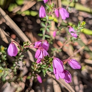 Unverified Plant at Berlang, NSW - 8 Oct 2025 by sbittinger