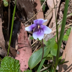 Viola hederacea (Ivy-leaved Violet) at Berlang, NSW - 8 Oct 2025 by sbittinger