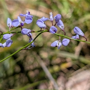 Unverified Plant at Berlang, NSW - 8 Oct 2025 by sbittinger