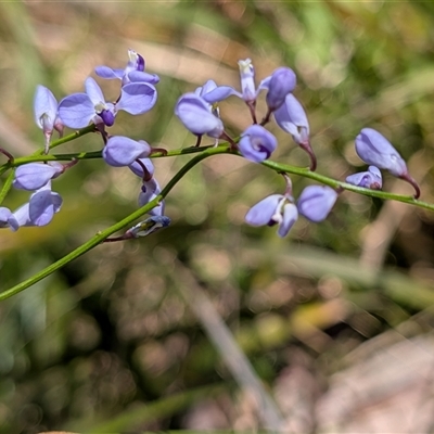 Comesperma volubile at Berlang, NSW - 8 Oct 2025 by sbittinger