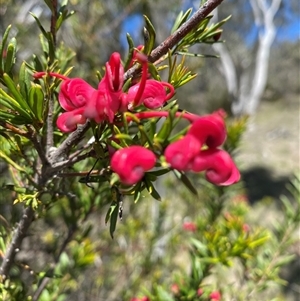 Grevillea rosmarinifolia subsp. rosmarinifolia at Red Hill, ACT - Today by JillianM