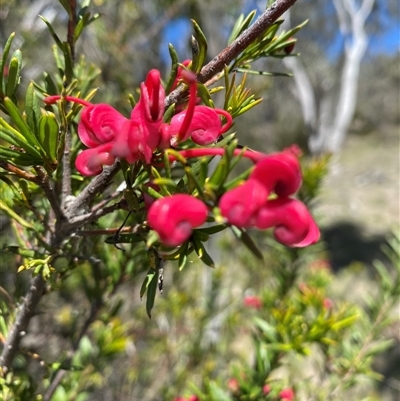 Grevillea rosmarinifolia subsp. rosmarinifolia at Red Hill, ACT - Yesterday by JillianM