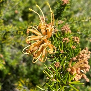 Grevillea juniperina at Red Hill, ACT - Today by JillianM