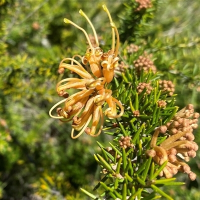Grevillea juniperina at Red Hill, ACT - Yesterday by JillianM