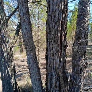 Eucalyptus globulus subsp. bicostata at Cooma, NSW - Today by mahargiani