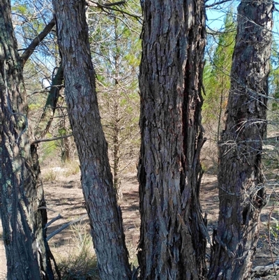 Eucalyptus globulus subsp. bicostata at Cooma, NSW - 10 Oct 2025 by mahargiani