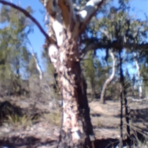 Eucalyptus globulus subsp. bicostata at Cooma, NSW - Today by mahargiani