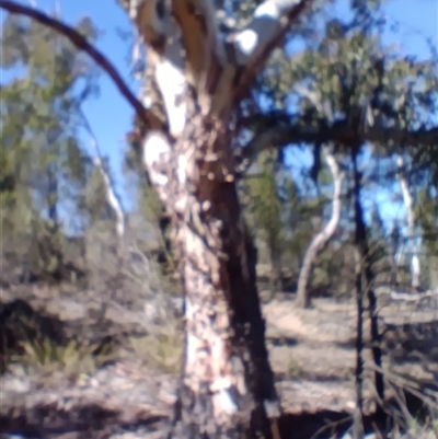 Eucalyptus globulus subsp. bicostata at Cooma, NSW - 10 Oct 2025 by mahargiani