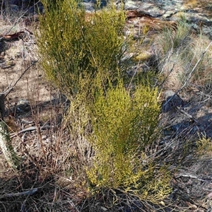 Omphacomeria acerba at Cooma, NSW - Today by mahargiani