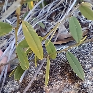 Unverified Other Wildflower or Herb at Cooma, NSW - Today by mahargiani