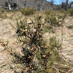Hakea microcarpa (Small-fruit Hakea) at Cotter River, ACT - Yesterday by LukeMcElhinney