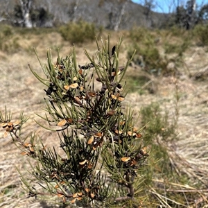 Hakea microcarpa (Small-fruit Hakea) at Cotter River, ACT - Today by LukeMcElhinney