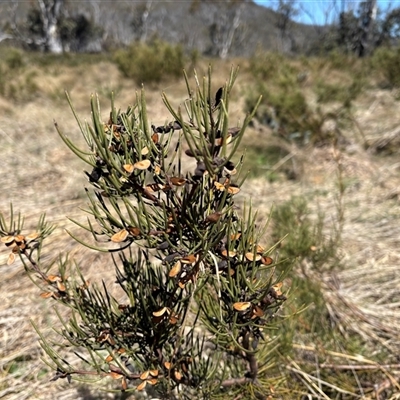Hakea microcarpa (Small-fruit Hakea) at Cotter River, ACT - Yesterday by LukeMcElhinney
