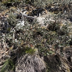 Grevillea diminuta at Cotter River, ACT - Yesterday by LukeMcElhinney
