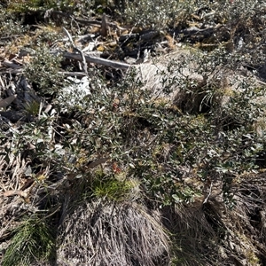 Grevillea diminuta at Cotter River, ACT - Today by LukeMcElhinney
