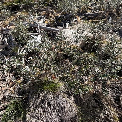 Grevillea diminuta at Cotter River, ACT - Yesterday by LukeMcElhinney