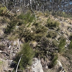 Hakea lissosperma at Cotter River, ACT - Yesterday by LukeMcElhinney