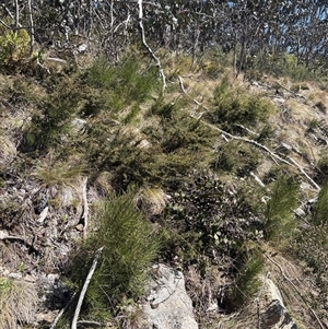 Hakea lissosperma at Cotter River, ACT - Today by LukeMcElhinney